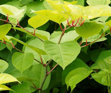 Knotweed Management Plan Japanese Knotweed Ltd