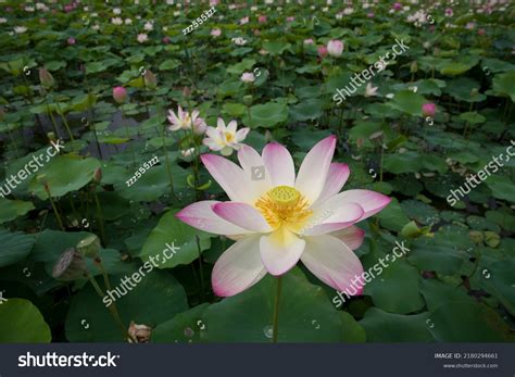 33,490 Nucifera Nelumbo Images, Stock Photos & Vectors | Shutterstock