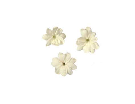 Jasmine Blossom Fiori Di Gelsomino Eccher Ortofrutta