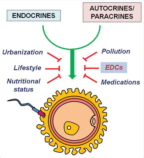 Endocrine Disruption And Female Reproductive Health Implications On