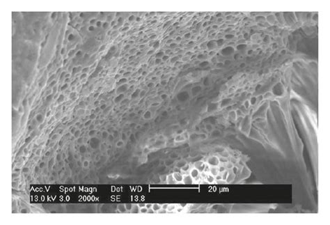 Scanning Electron Micrographs 2000x Of Black Glutinous Rice