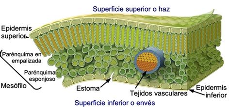 Las Principales Partes De Las Plantas Caracter Sticas Y Funciones