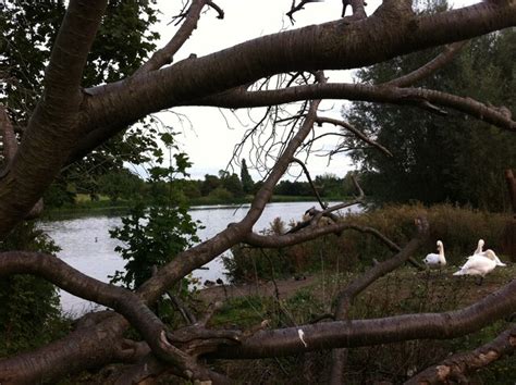 Swans By Wyken Pool A J Paxton Cc By Sa 2 0 Geograph Britain And