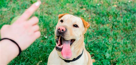 Evita Estos Errores Al Entrenar A Tu Mascota