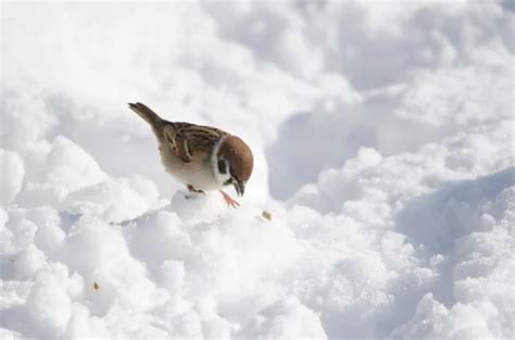 Gorrión de árbol eurasiático Passer montanus saturatus comiendo en el