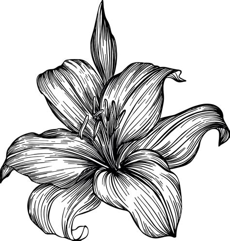 Lily Flowers Black And White Vector Drawing For Colouring And