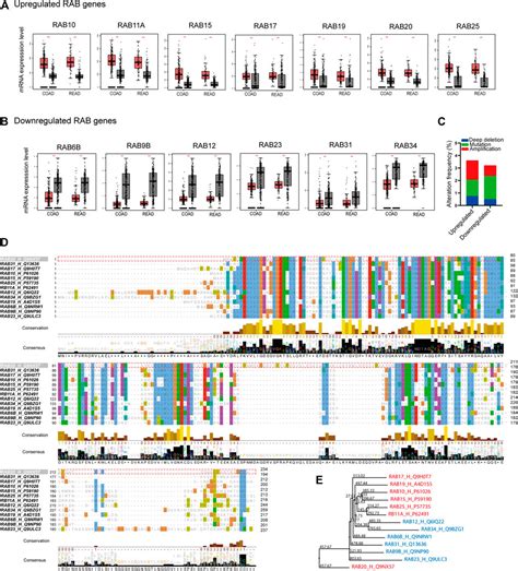 Frontiers The Role Of RAB GTPases And Its Potential In Predicting