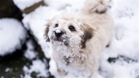 Winter Puppy Wallpapers 4k Hd Winter Puppy Backgrounds On Wallpaperbat