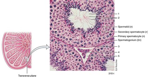 Seminiferous Tubules Histology Male Diagram Quizlet