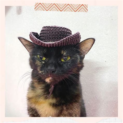 Ravelry: Cowboy hat for cat pattern by Hana Nguyen