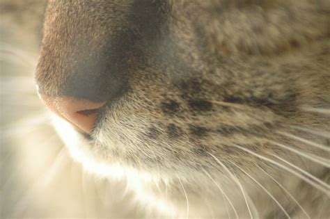 cat's whiskers Free Photo Download | FreeImages