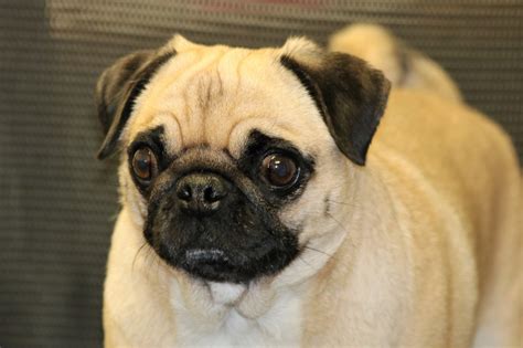 Pug Dog Portrait Free Stock Photo Public Domain Pictures