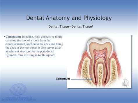 Ppt Dental Anatomy And Physiology Powerpoint Presentation Free