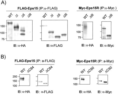 A Ubiquitin Interacting Motif UIM Is Essential For Eps15 And Eps15R