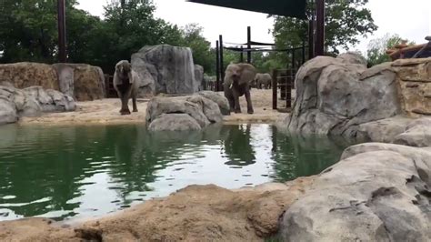 Kansas City Zoo opens improved elephant exhibit Friday