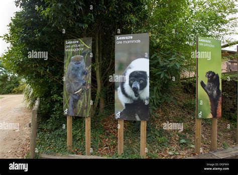 Durrell Wildlife Conservation Trust Stock Photo Alamy