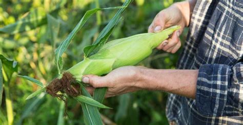 How To Plant Grow And Harvest Sweet Corn Maize Gardeners Magazine