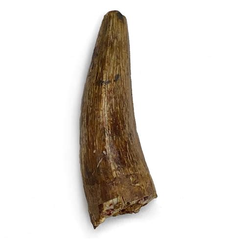 Fossils For Sale | Fossils-UK.com | Upper Triassic Phytosaur Tooth from Arizona, USA ...