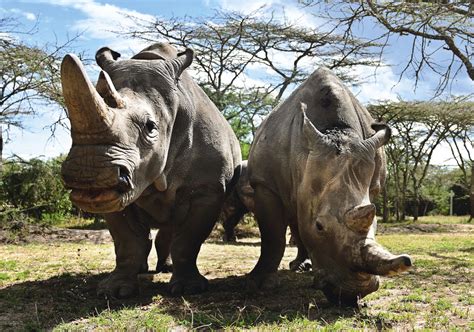 northern white rhinos left  females heres
