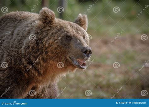 Orso Bruno Maschio Fotografia Stock Immagine Di Marrone 142211194