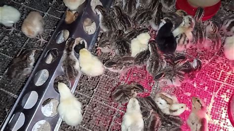 Raising Guinea Fowl Keets With Chicken Chicks S Youtube