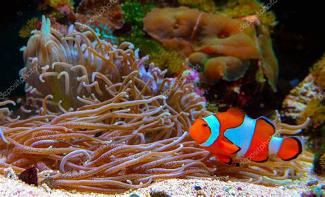 Pez Payaso Anemonefish Amphiprion Ocellaris Nadan Entre Los