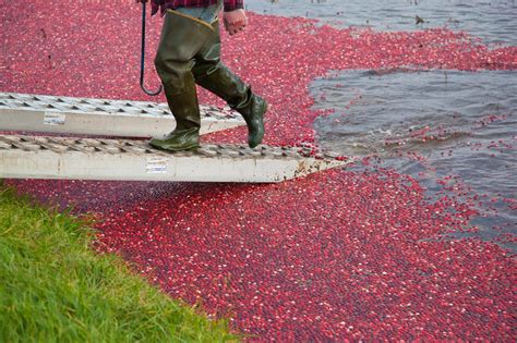 KAILEY J. FLYNN PHOTOGRAPHY: The Wisconsin Cranberry Highway