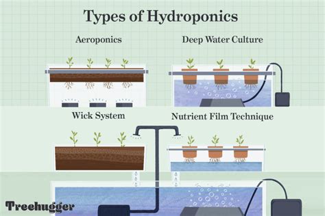 What Is Hydroponics