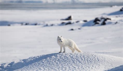 The Arctic Travel Information and Guide | Bradt Guides
