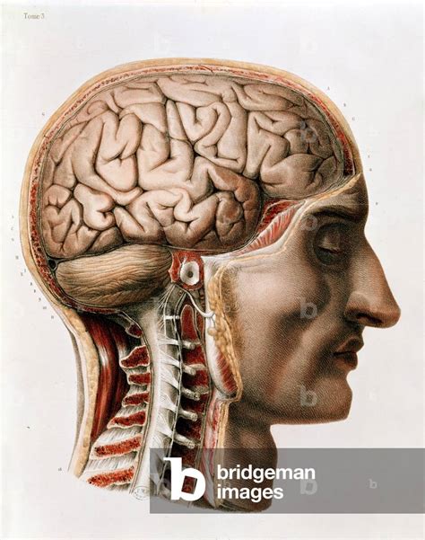 Image Of The Brain Plate From Traite Complet De L Anatomie De L Homme