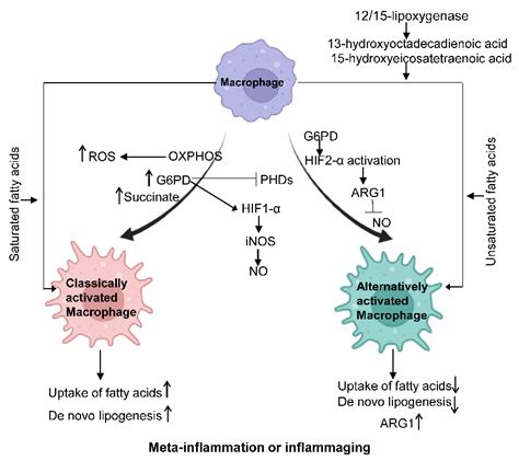 Macrophage Meta Inflammation And Inflammaging Encyclopedia MDPI