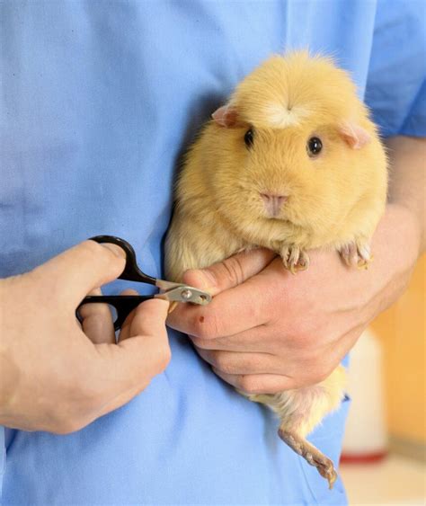 How To Clip Guinea Pigs Nails Step By Step Guide Guinea Mom