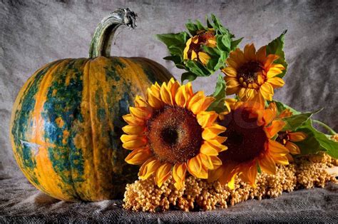 Bright still life with pumpkin and sunflowers | Stock Photo | Colourbox