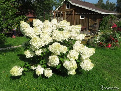 Гортензия! Моя любовь!: Дневник пользователя Градислава