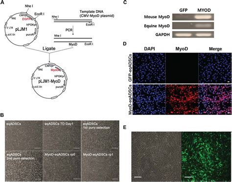 Transduction Of Myod Into Eqadscs A The Constructed Plasmid