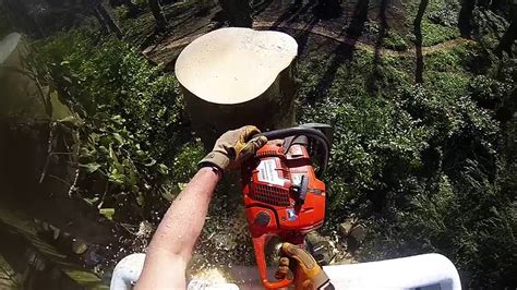 Husqvarna Chainsaws Dismantling A Sycamore Tree Youtube