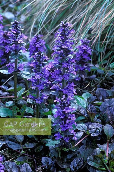 Ajuga Reptans Atrop Stock Photo By Richard Bloom Image 0037255