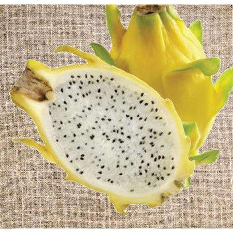 Pitaya Hylocereus Isis Golden Jaune Vif Pitaya Ou Fruit Du Dragon