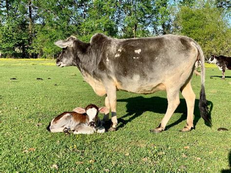 Mini Zebu - NevilsMiniFarm