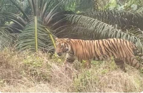 Umpan Kambing Jerat Harimau Mendadak Hilang BBKSDA Riau Tarik 2 Box Trap