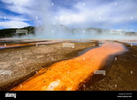 Orange Microbial Mat At Grand Prismatic Spring Part Of The Midway