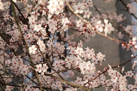 Sakura Kwiaty Wi Ni Bia E Darmowe Zdj Cie Na Pixabay Pixabay