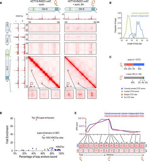 Cohesin Loss Eliminates All Loop Domains Cell