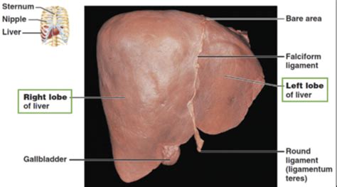 Patho Exam Ch Hepatobiliary And Exocrine Pancreatic Disorders