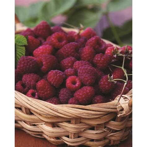 Garden State Bulb Raspberry Brandywine 1 Pack At