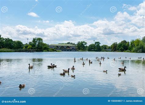 Geese And Ducks At The Humboldt Park Lagoon In Chicago Stock Image