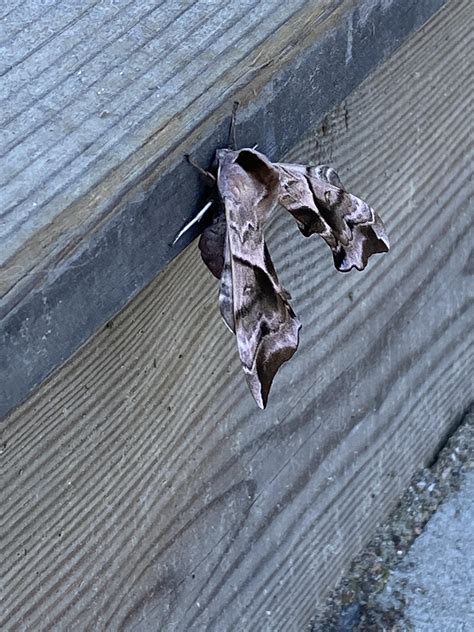 Found this moth on my porch in Sweden, it’s as big as my thumb and was