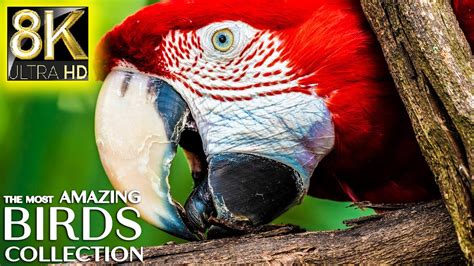 The Most Amazing Birds Collection K Tv Ultra Hd Beautiful Nature