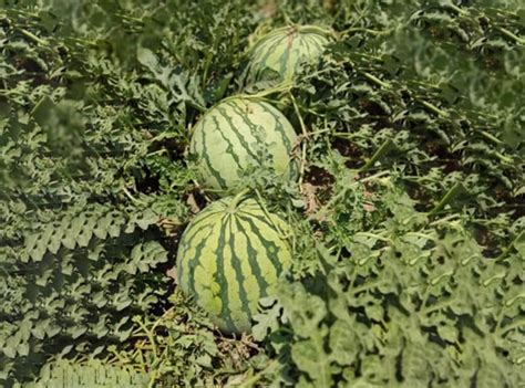 Magseeds Seedless Watermelon Ws1