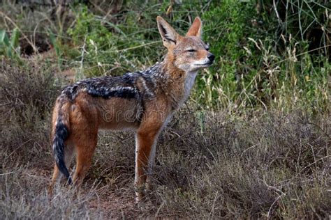 Black Backed Jackal Stock Photo Image Of Predator Alert 37022876